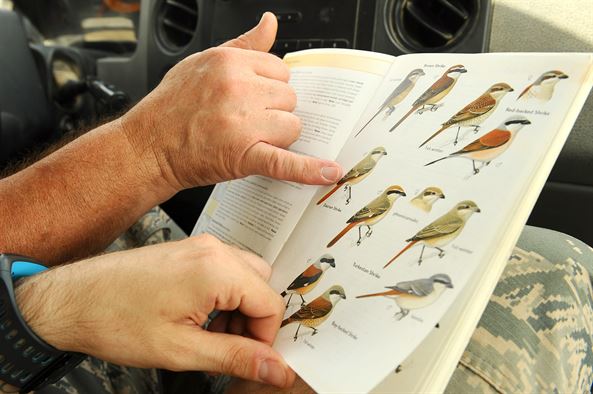 Ten Tips to Help Avoid Mis-Identifying Birds