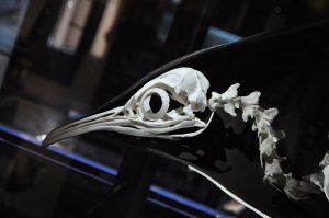 penguin skeleton