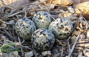 nest with shorebird eggs