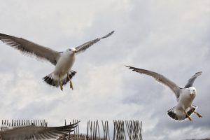 flying gulls