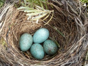 nest with blue eggs