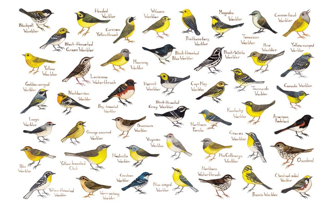 How Bird Classification Works - Birding World