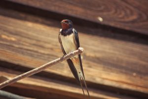 barn swallow on wire