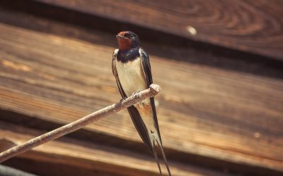 Why are the Barn Swallows dive bombing us?