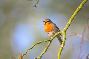 singing warbler