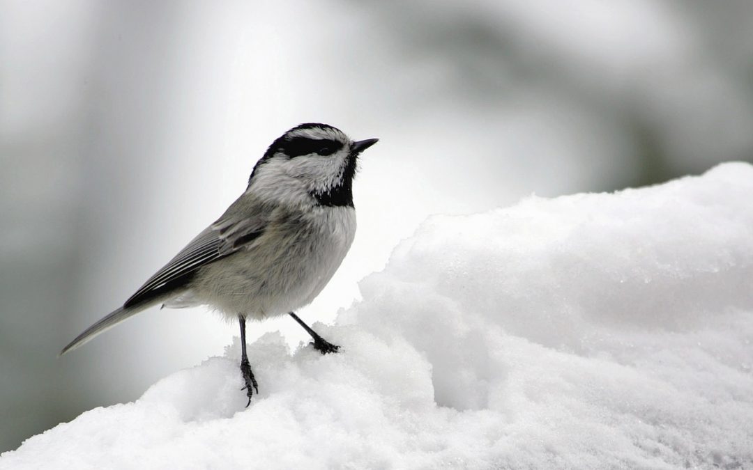 how-do-birds-stay-warm-in-winter-birding-world