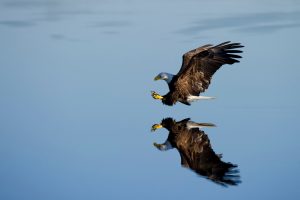bald eagle flying over water
