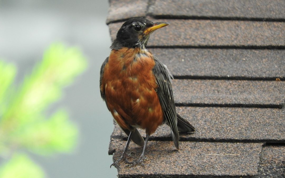 robin on roof top