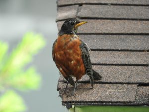 robin on roof top