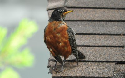 Why is a Robin is attacking our windows?