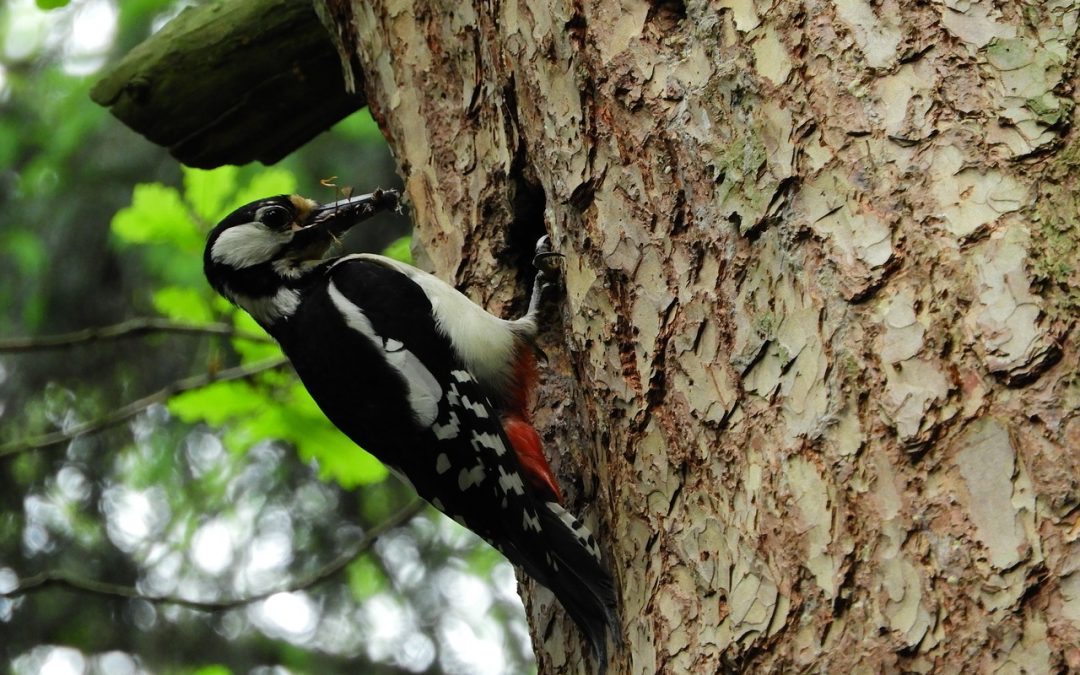 woodpecker on tree trunk