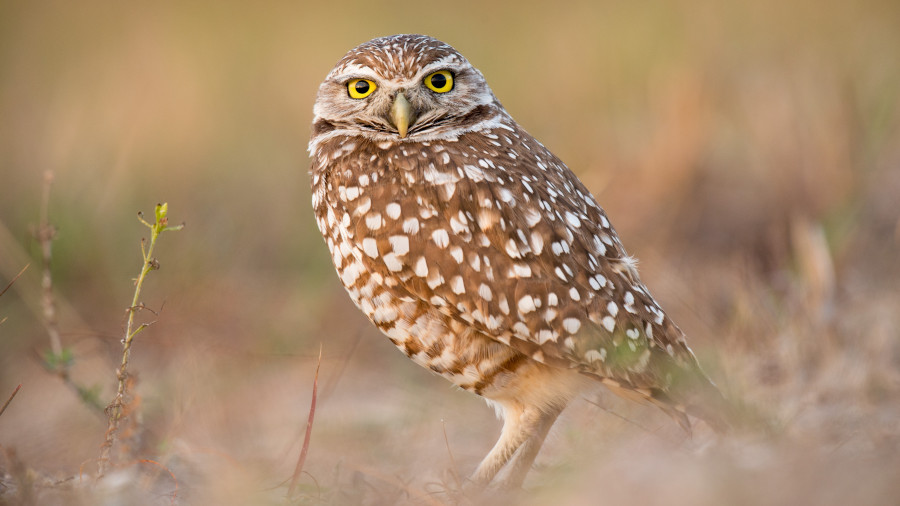 BUrrowing Owl in prairie
