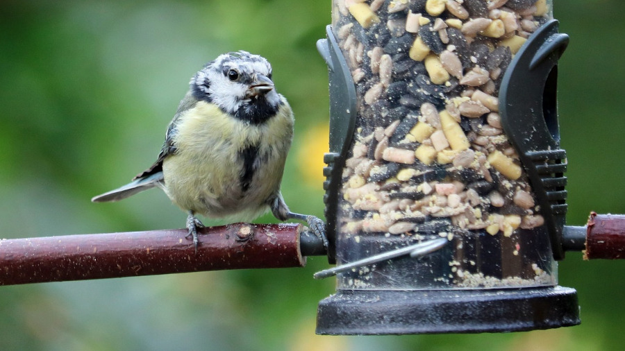 Small bird at hopper feeder
