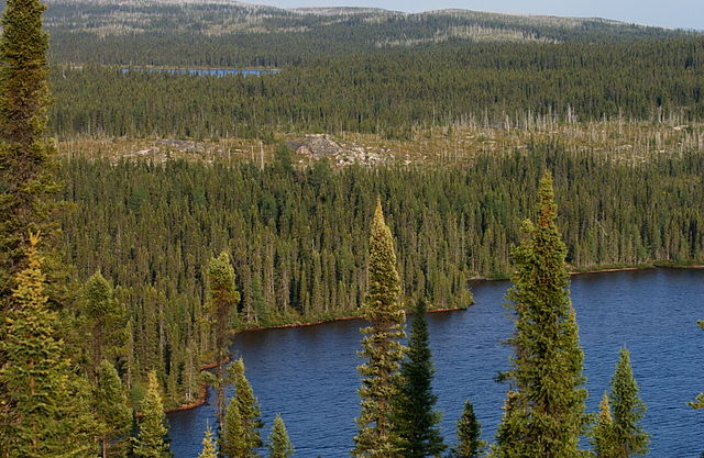 Facts about Boreal Forest Birds