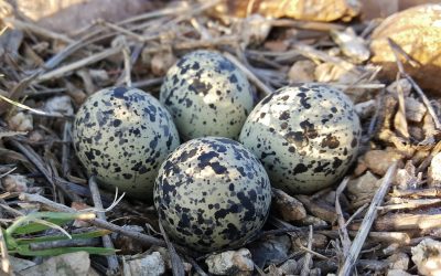 Quick Facts About Bird Eggs