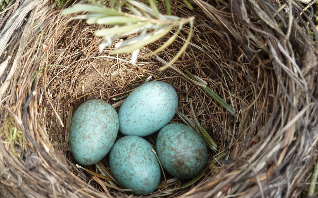 nest with blue eggs