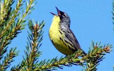 Using Bird Song Mnemonics