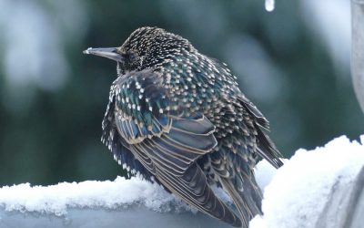 The 10 Most Common Winter Birds in North America