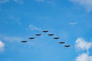 sandhill cranes flying in a vee formation