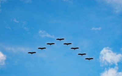Why birds fly in a V-shaped formation