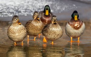 Mallard ducks