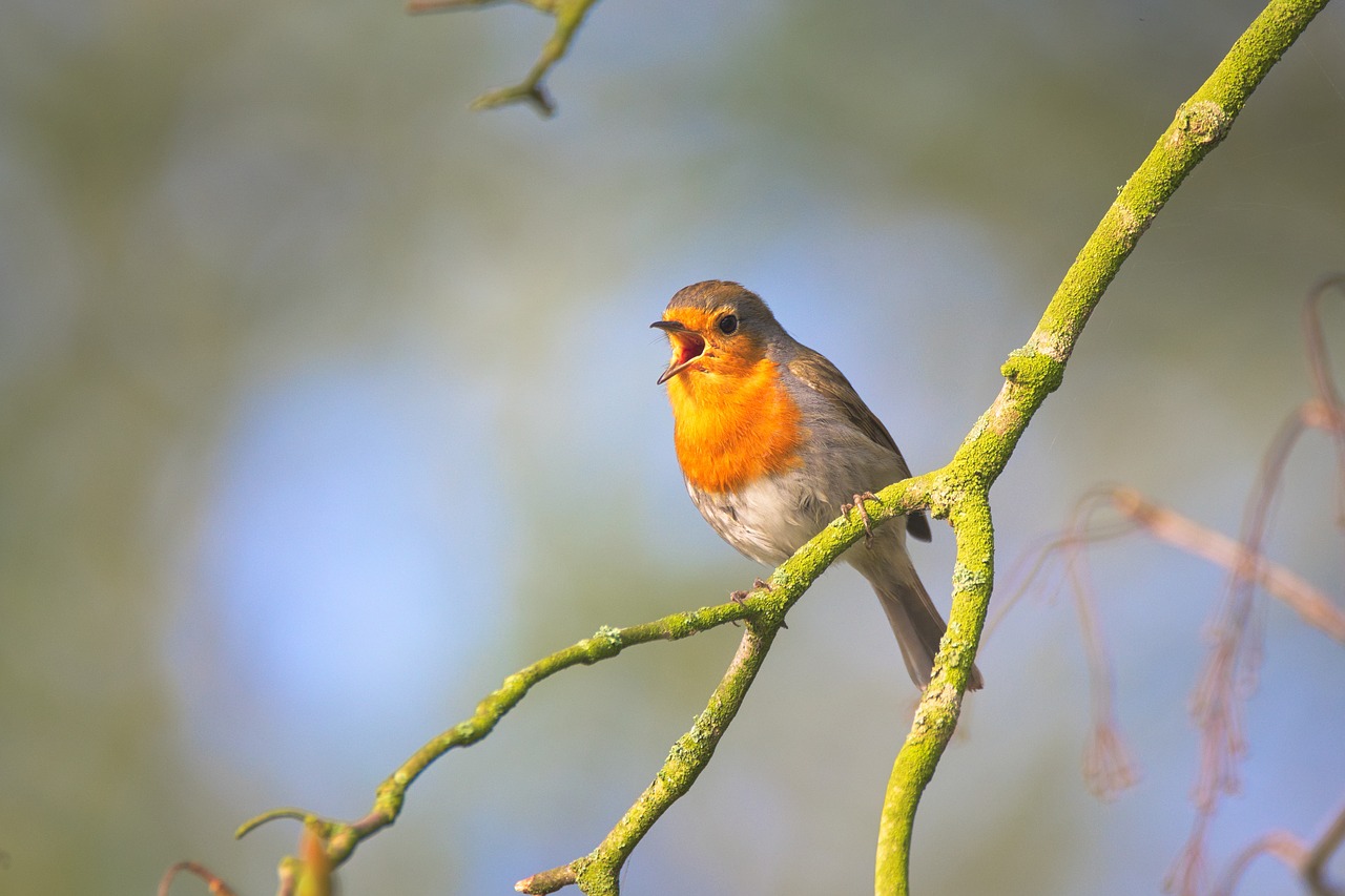 Why birds sing in the morning - Birding World