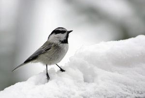 mountain chickadee in winter