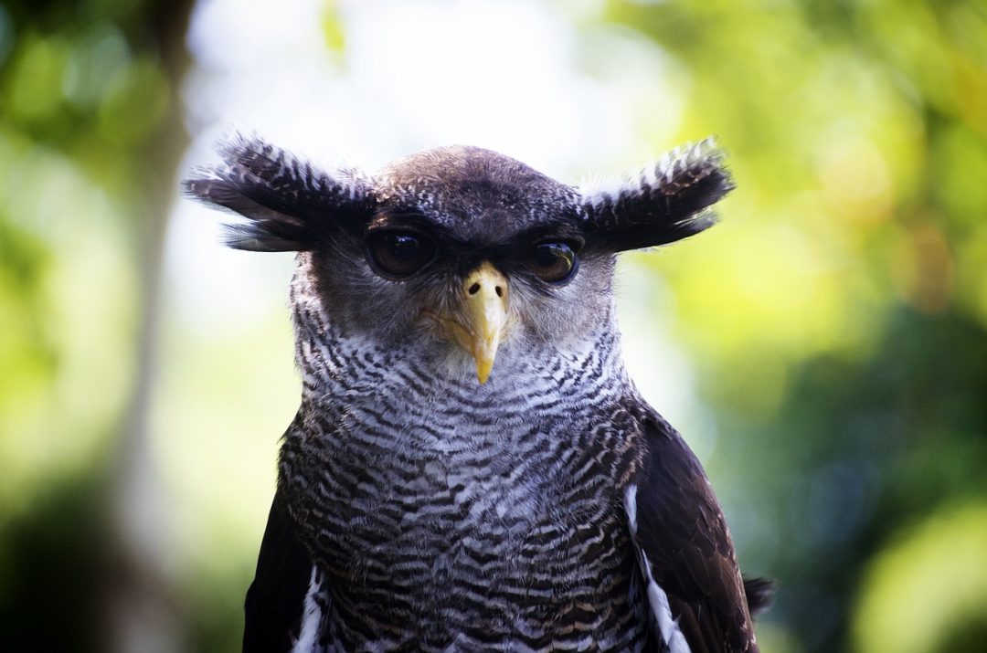 tufted owl | Birding World