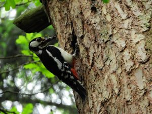 woodpecker on tree trunk